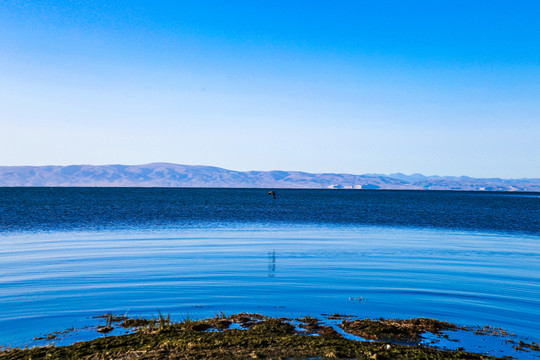 青海湖