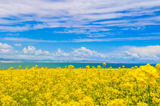 青海湖油菜花