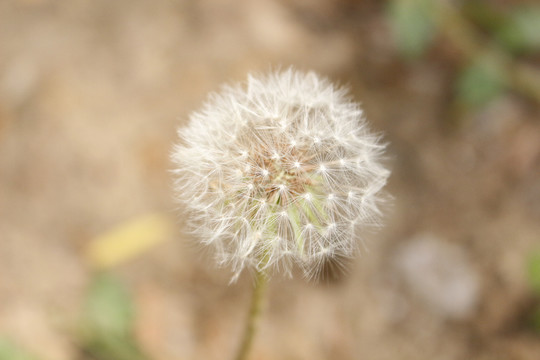 蒲公英