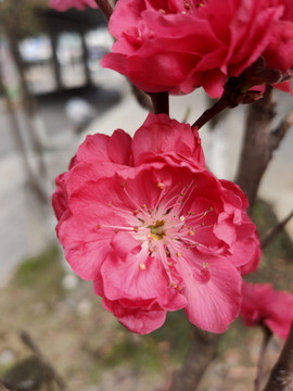 腊梅