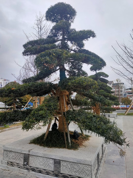 罗汉松
