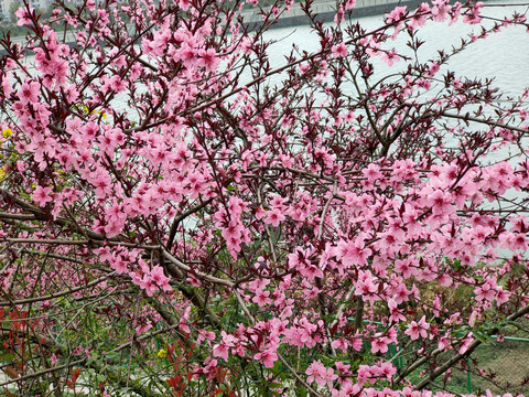 满树桃花开