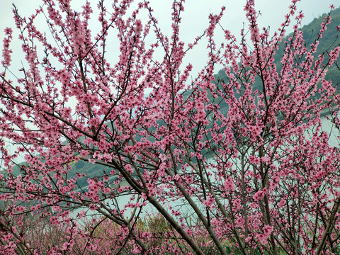 满树桃花开