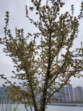 李子树开花