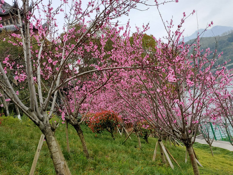 满树桃花开