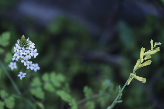 泽珍珠菜