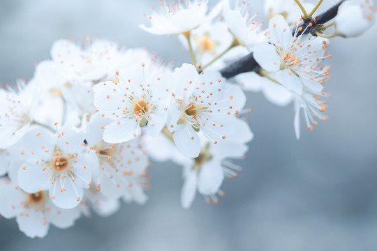 李花盛开春到来