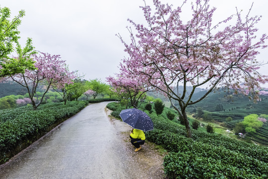 福建永福樱花茶园