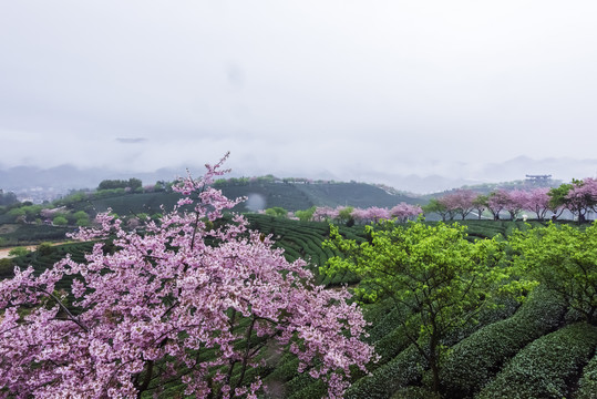 福建永福樱花茶园