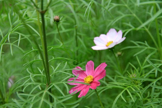 波斯菊