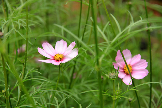 波斯菊