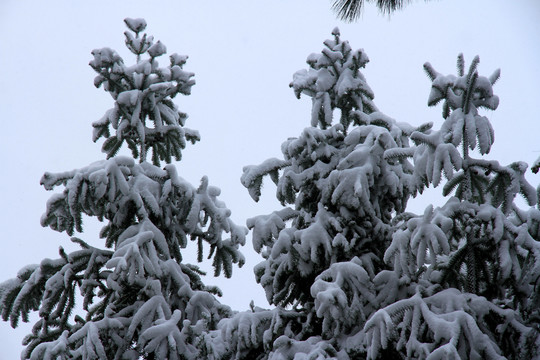 雪景圣诞树