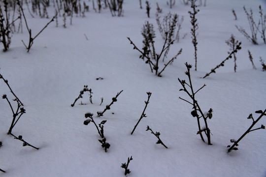 雪