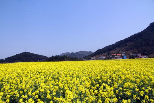 油菜花