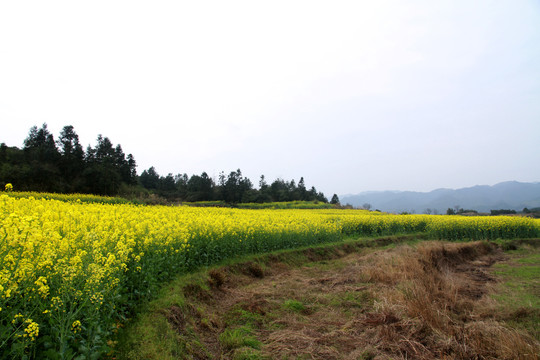 油菜花