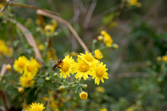 菊花