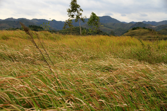 野草