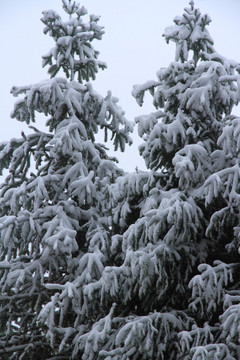 雪景