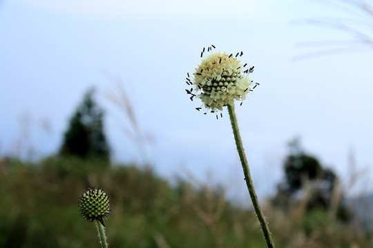 野花