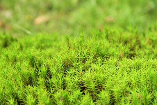 野草