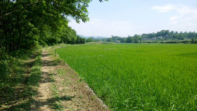 田野