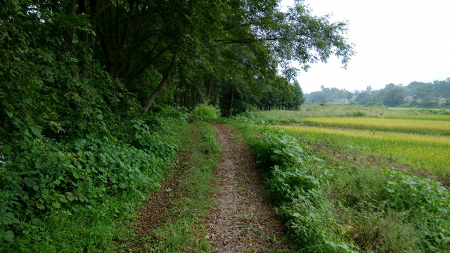 田野