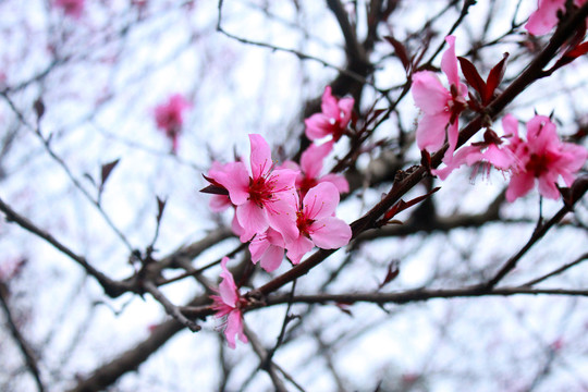 桃花