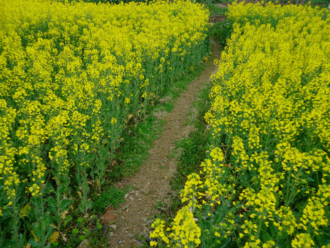 田间小路