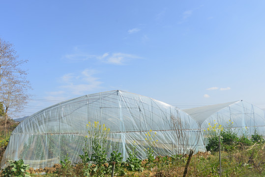 草莓基地采摘园温室大棚
