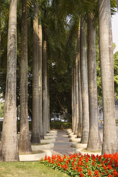 深圳园博园椰子树林
