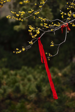 禅院中的梅花开了