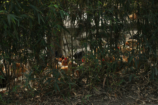 竹林边休息的散养土鸡