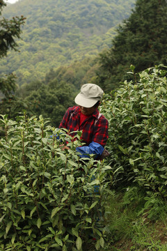 采摘茶叶的采茶工