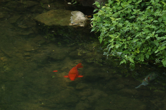 溪水里的红色锦鲤
