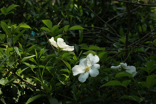 金樱子的白色花朵