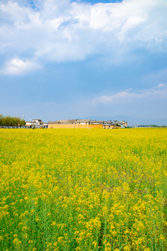 航拍云南大理喜洲古镇油菜花田