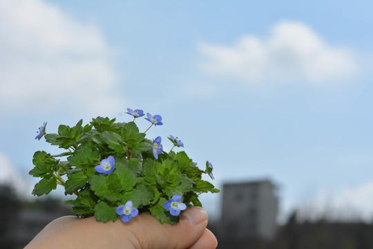 春天蓝色小花