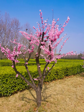 观赏桃花