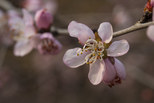 桃花