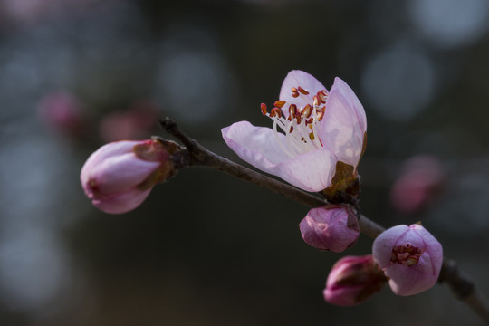 桃花