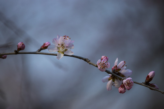 桃花