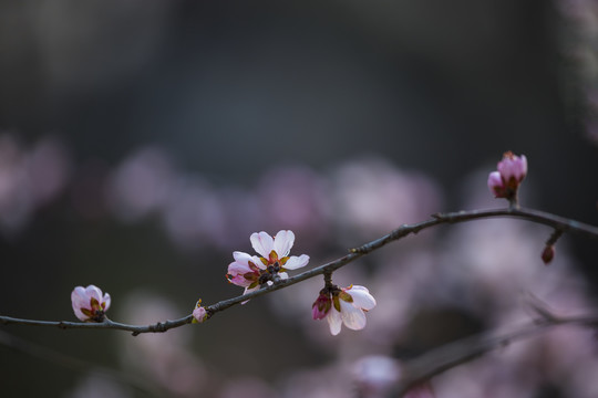 桃花