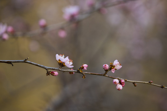 桃花