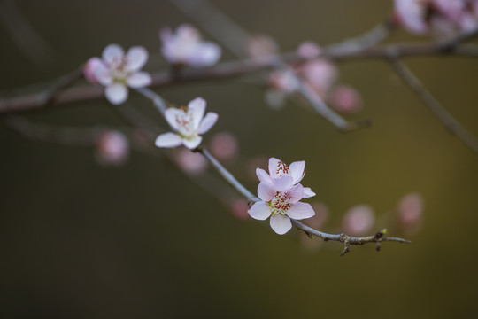 桃花