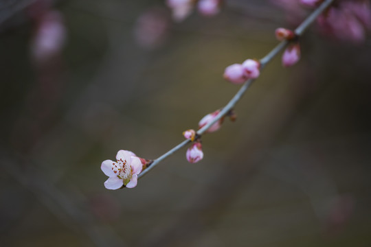 桃花