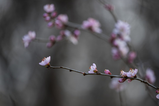 桃花