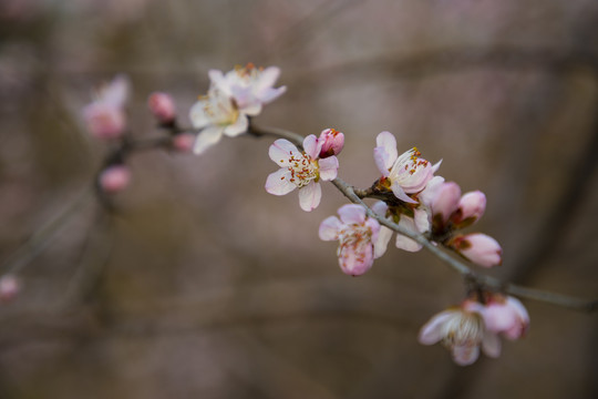 桃花