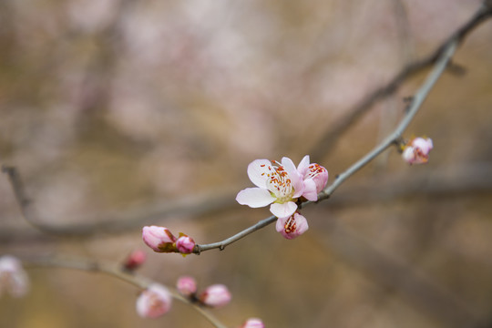 桃花