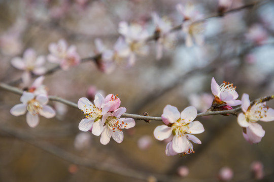 桃花