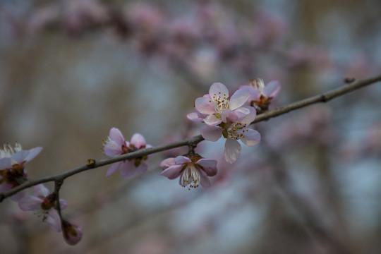 桃花